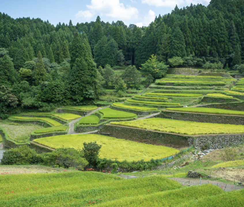 今も残る日本の原風景　日本棚田百選に選ばれたことがある、うきはの山あい「つづら棚田」