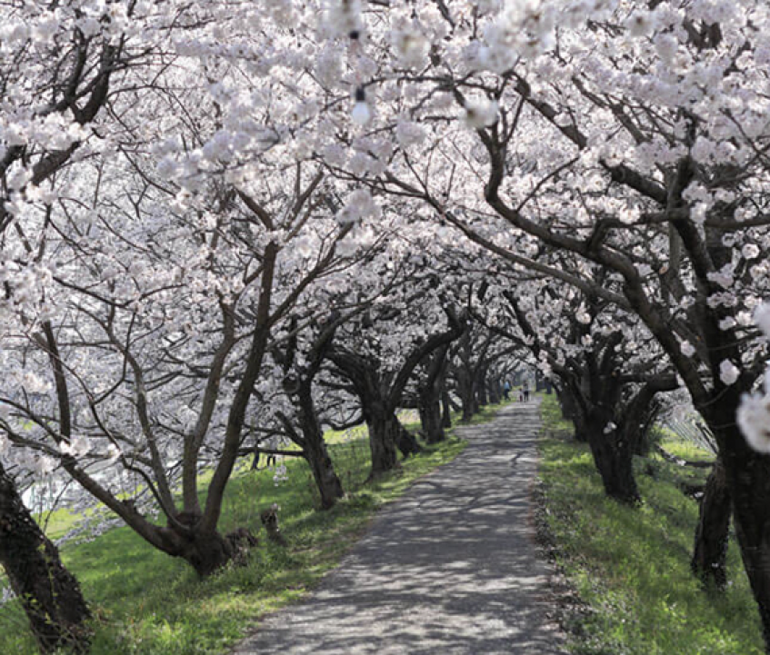 巨瀬川沿いに咲き誇る約1000本の桜！　うきはの春を満喫できる「流川桜並木」