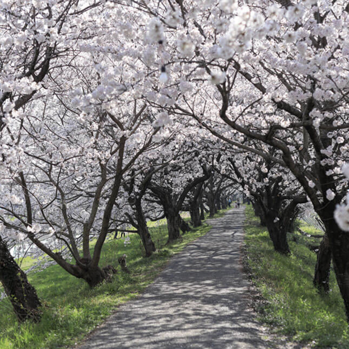 巨瀬川沿いに咲き誇る約1000本の桜！ うきはの春を満喫できる「流川桜