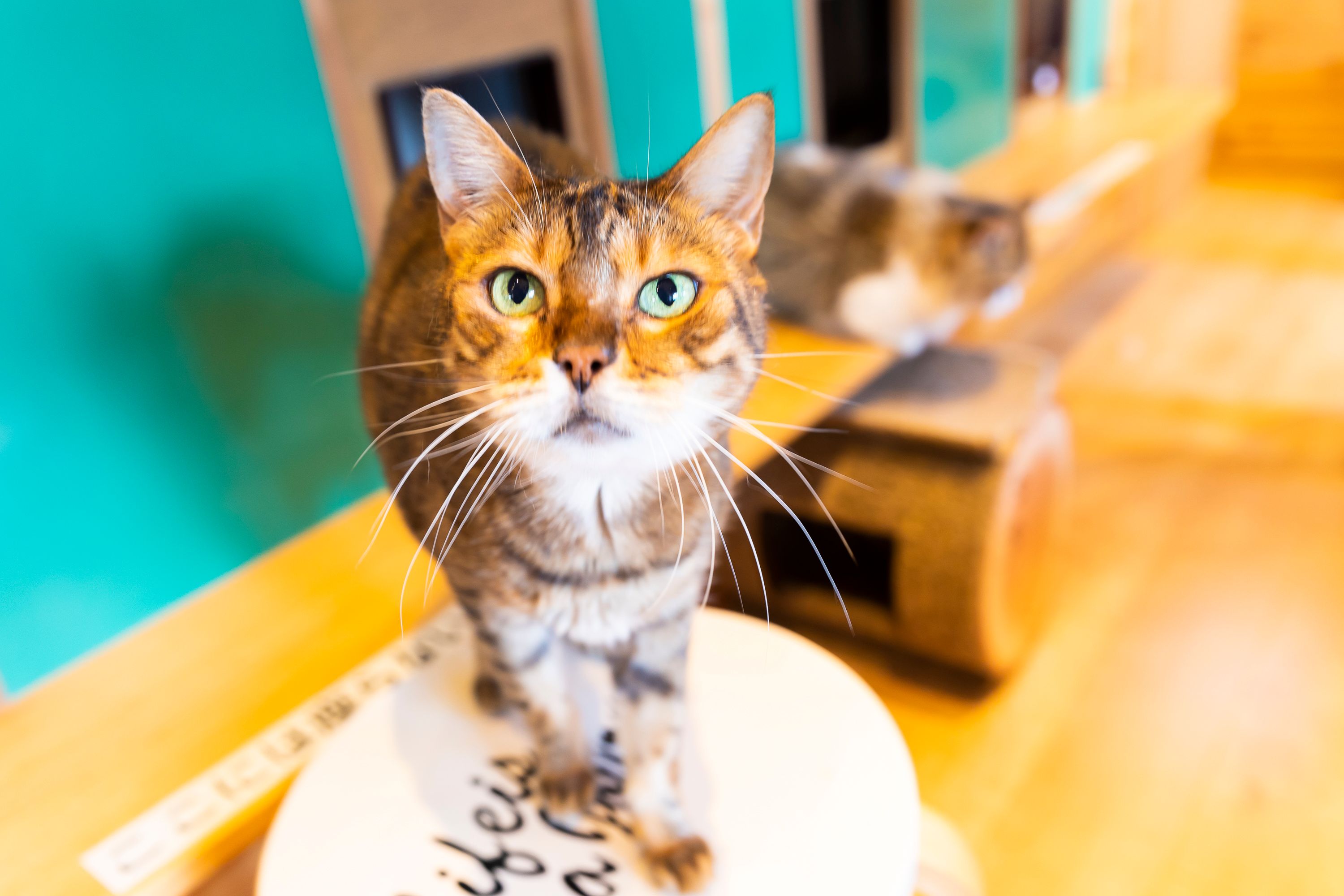 いろんな猫種のニャンコがお出迎え♪ うきはの猫カフェで過ごす優しい