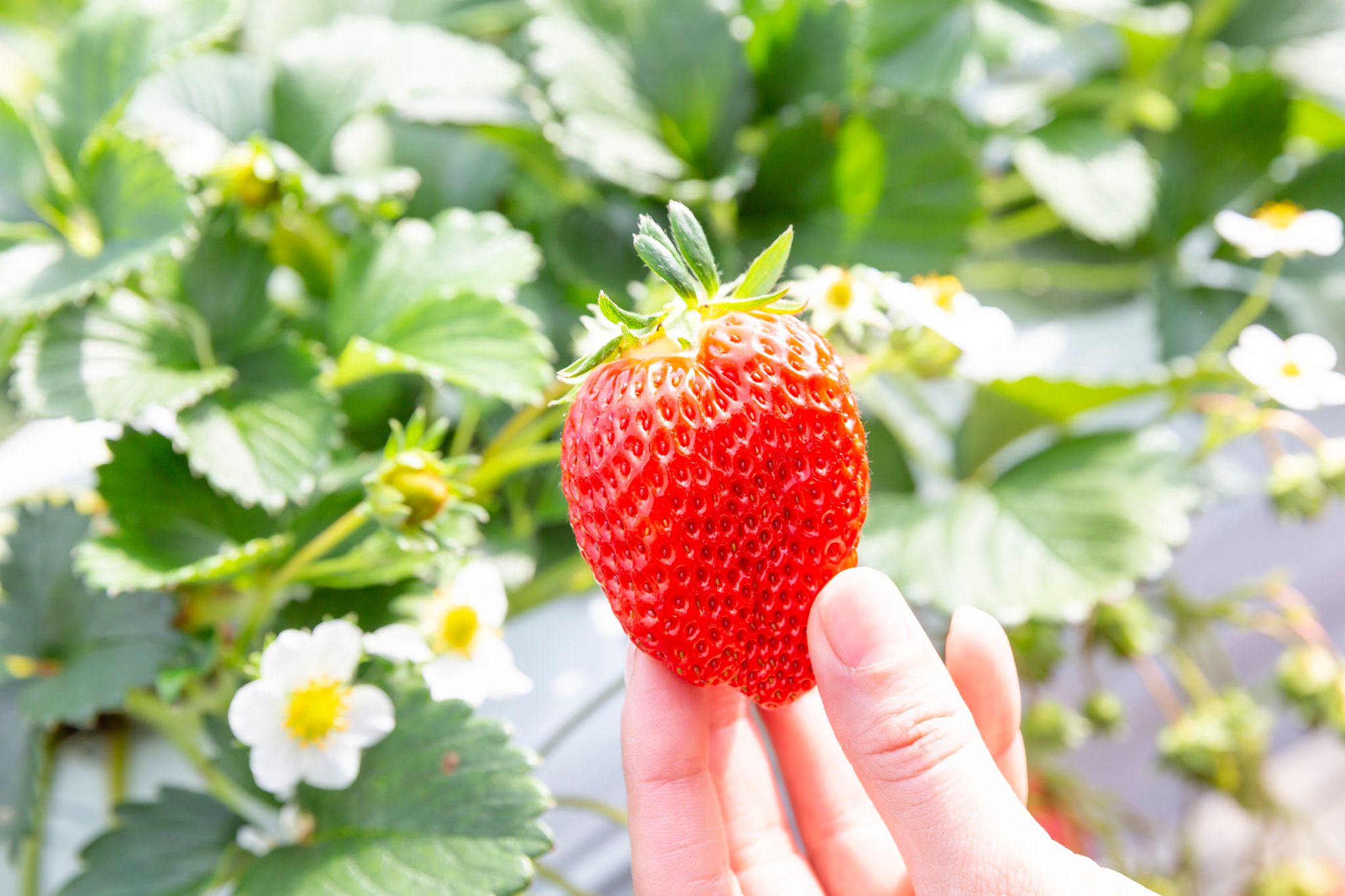 いちご狩り＋あんなこと＋こんなこと♪ 日本一のエンターファームを