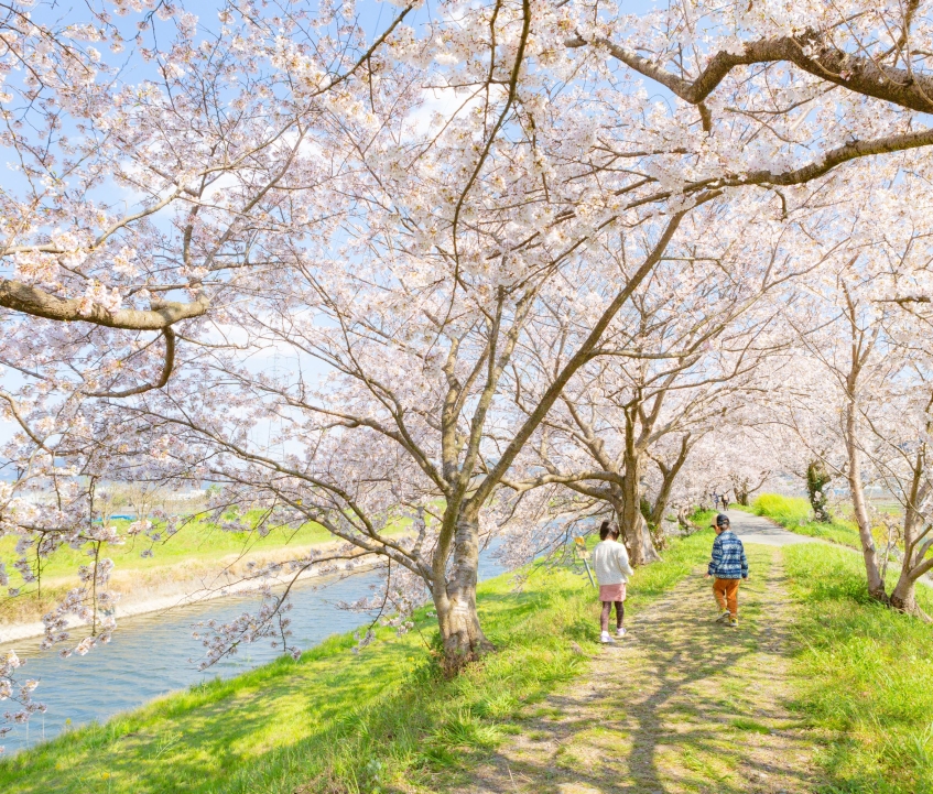 巨瀬川沿いに咲き誇る約1000本の桜！　うきはの春を満喫できる「流川桜並木」