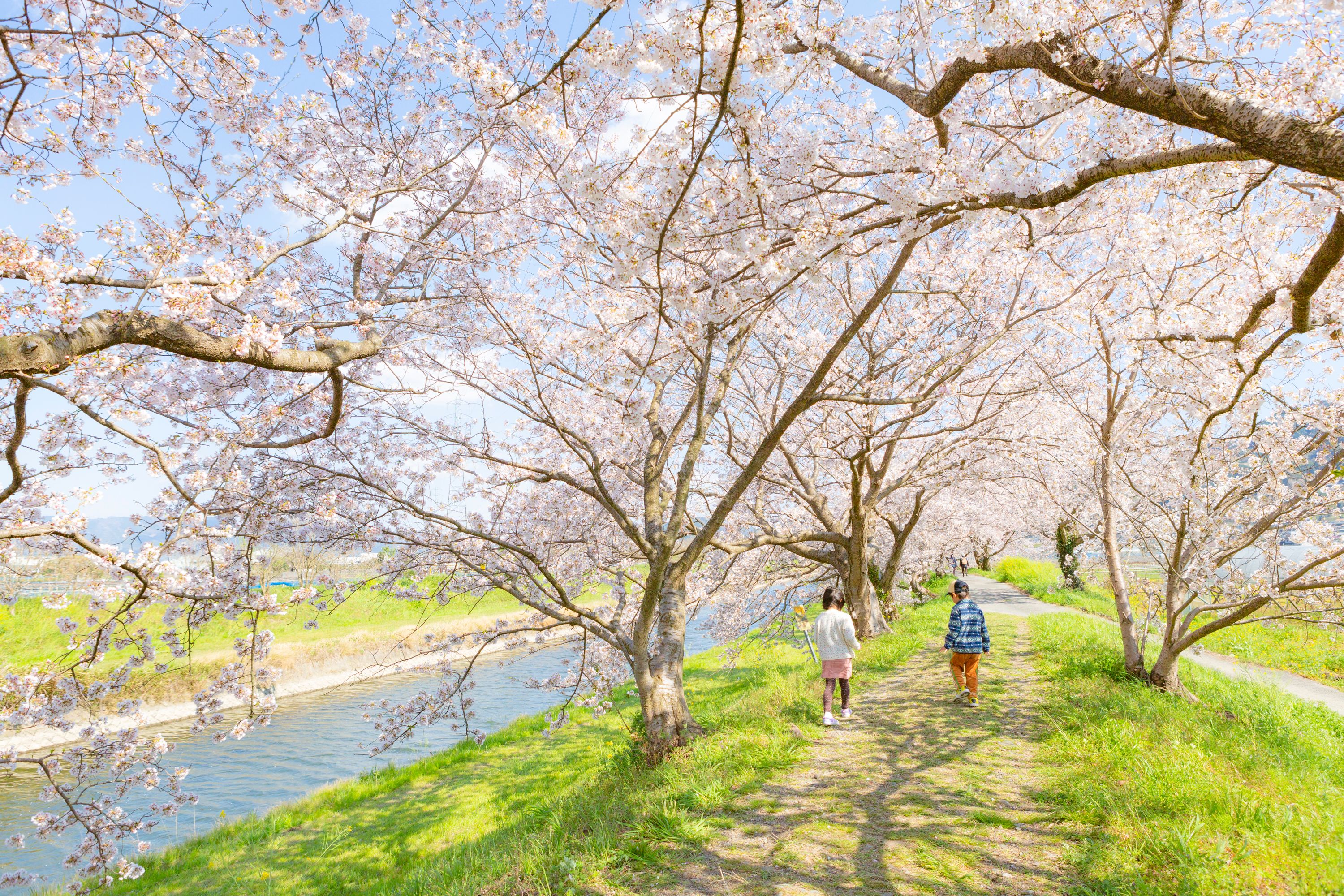巨瀬川沿いに咲き誇る約1000本の桜！ うきはの春を満喫できる「流川桜