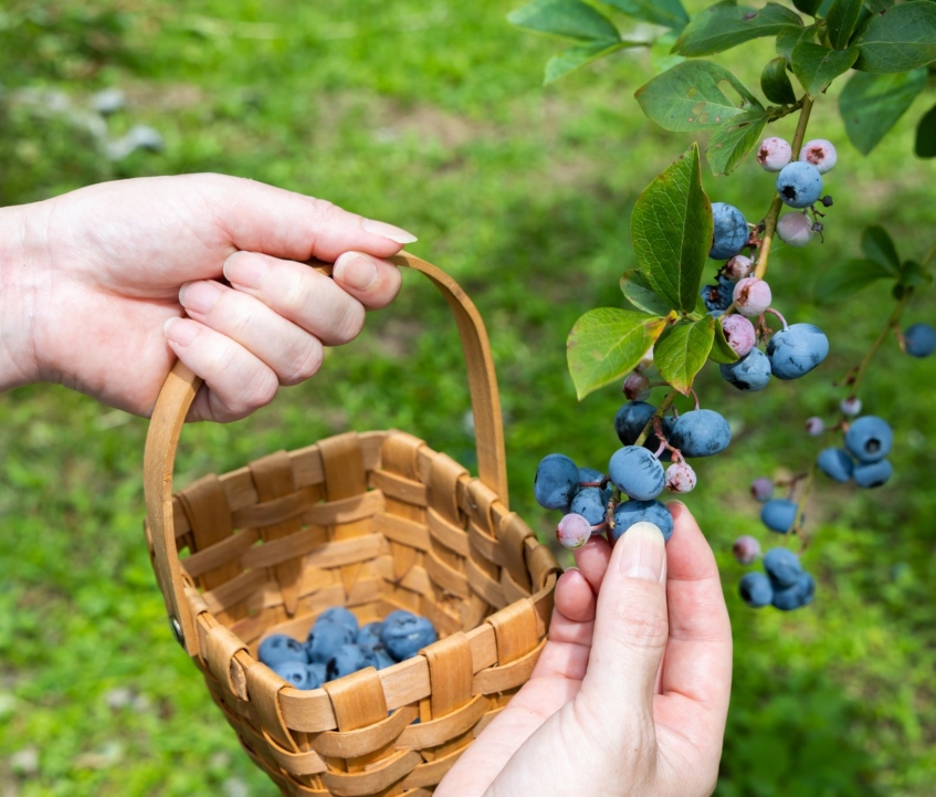 約70品種のブルーベリーを食べ比べ＆うきは滞在を一日中楽しむための人気拠点「ベリーガーデン」