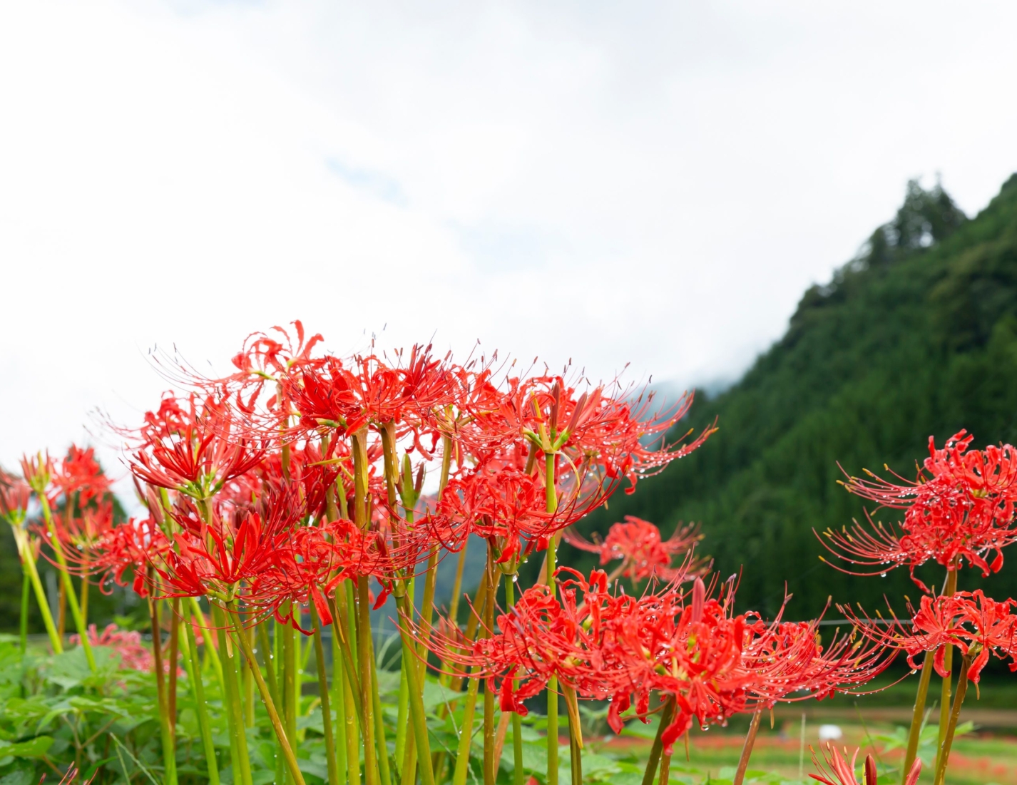 うきはの秋を彩る「彼岸花めぐり」へ出かけませんか？