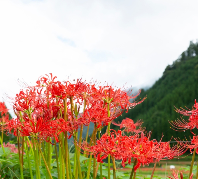 うきはの秋を彩る「彼岸花めぐり」へ出かけませんか？