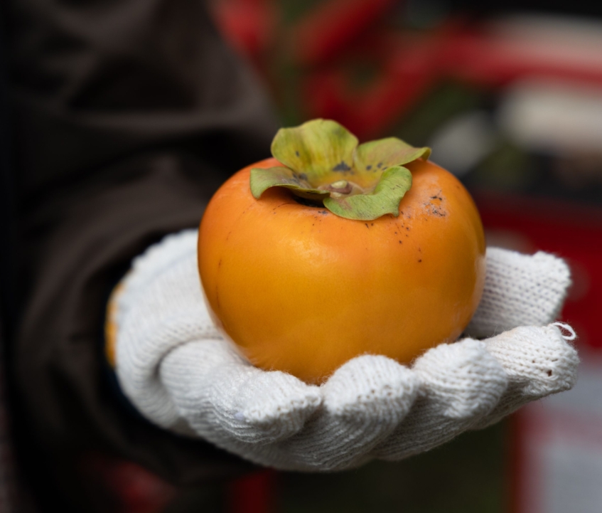 アクセス抜群！道の駅うきは近く！甘さが自慢の「白石柿農園」