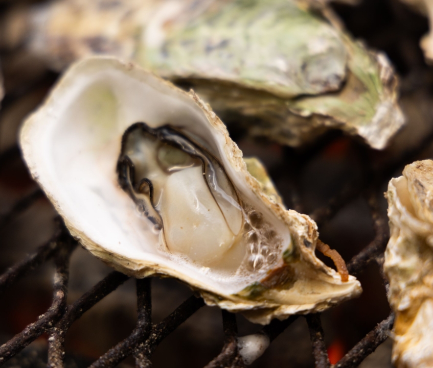 待ってました〜！シーズン到来！うきはで味わう海のご馳走！“海鮮カキ焼き小屋”長崎「カキ丸」