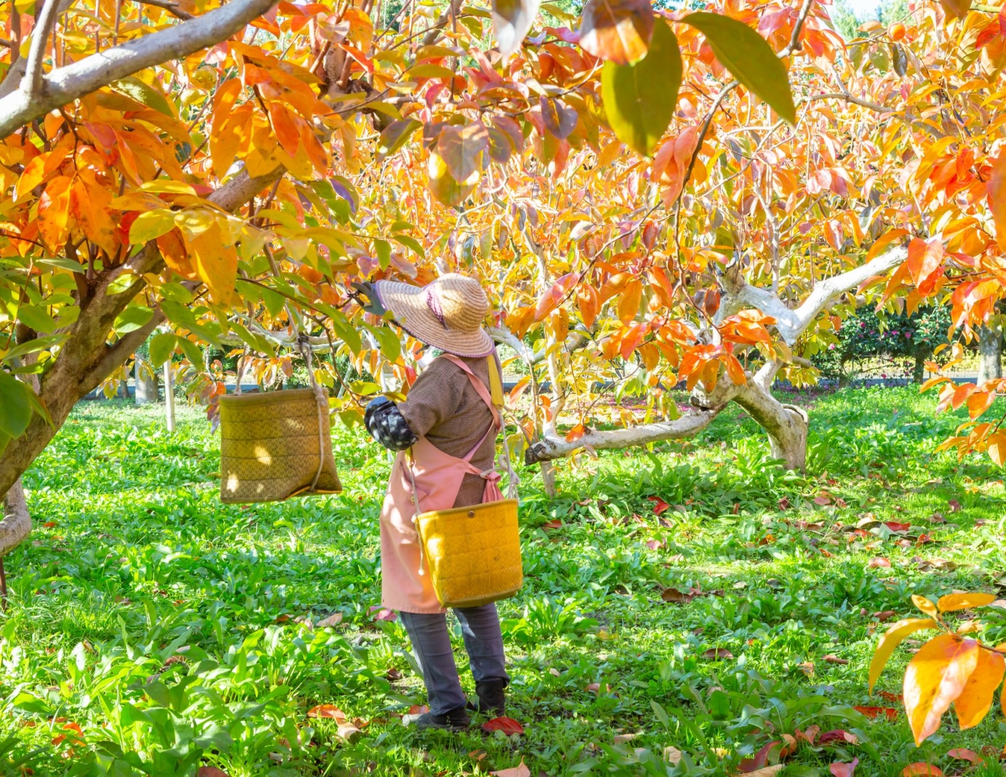 【うきはの秋限定】柿のかがりあげ体験 — “冬じたく”を体感しよう！