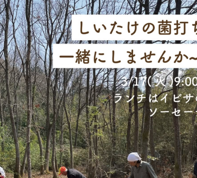 しいたけの菌打ち一緒にしませんか〜！