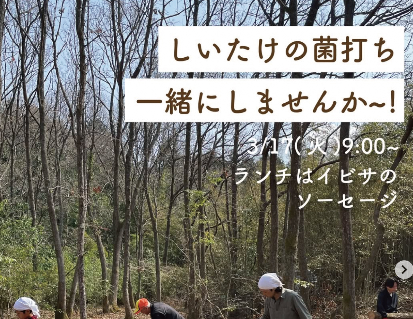 しいたけの菌打ち一緒にしませんか〜！